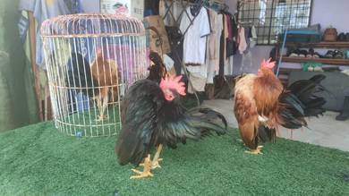 ayam serama
