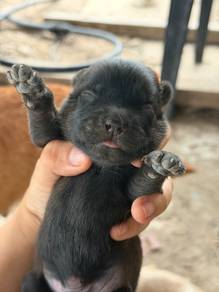 Shipoo mix cortese