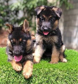 german shep