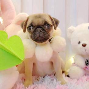 Pug