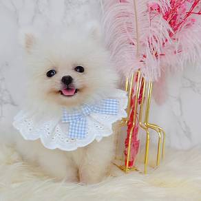 Pomeranian