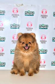 y25 Sweet Pomeranian Puppy