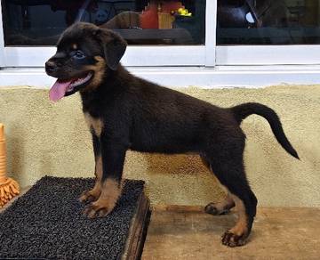 Rottweiler Puppy 