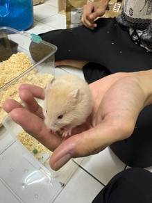 Syrian Big Bone - Cream Bear (Red Eye) for SALE ❤️