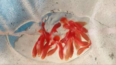 全红白子孔雀鱼 Full Red Albino Guppy