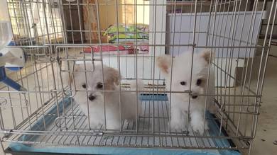 MALTYPOO puppy for sale 