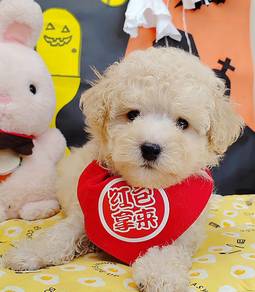 Poodle