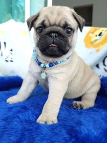 Adorable Pug Puppy Available – JB & KL