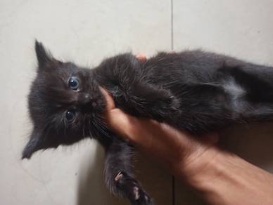 3 beradik kucing bulu tebal 