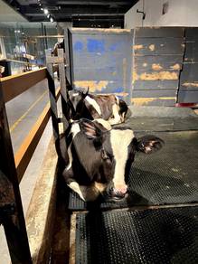 Holstein Cow