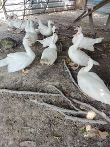 Itik Serati Untuk Di Jual