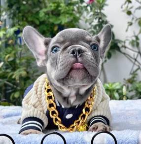 FRENCH BULLDOG PUPPIES🌻A215 Lilac Tan Male