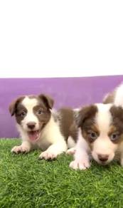 Border collie chocolate white MKA