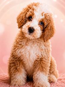 Giant Poodle