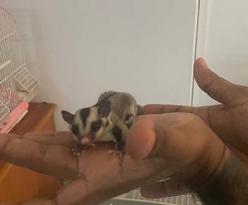 sugerglider witheface