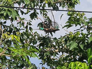 Burung Merbok Pikat 