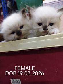 Ragdoll Kitten Purebreed