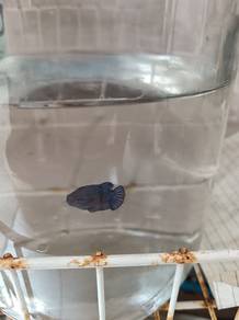 ikan laga betina multicolor 