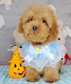 Poodle