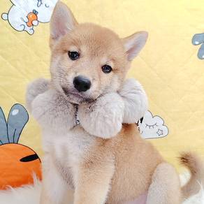 Shiba