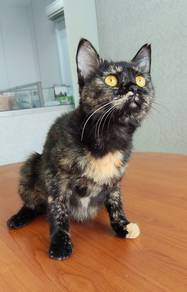 Comot looking for serious adopter