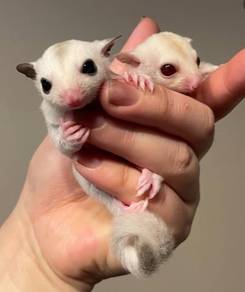 sugar glider
