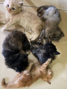 CAT- DLh