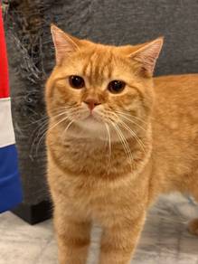 BSH pure breed For REHOME
