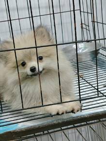 pomeranian puppy