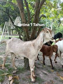 Kambing Jamlo