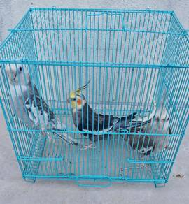 cockatiel 3 ekor