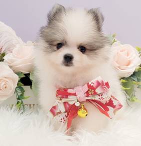 Tiny Pomeranian
