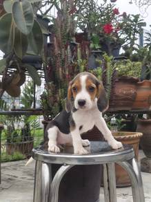Pure Breed Beagle (2 Female) 纯种比格 米格鲁 女生