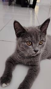 Bsh