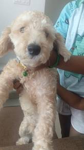 Dog Cooper 