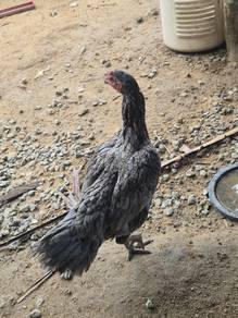 induk ayam baik