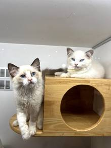 Ragdoll