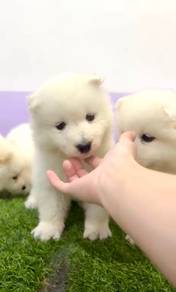 Samoyed puppy male