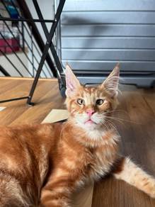 mainecoon kitten