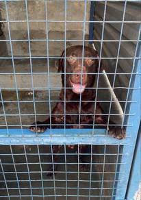 2 Labrador for adoption