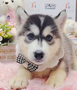 Wooly Huskky