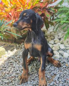 Doberman Male Puppy 