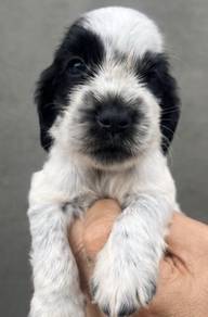 ENGLISH COCKER SPANIEL PUPPIES C57🌻 Male-