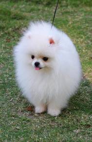 Pomeranian white mka and microchip