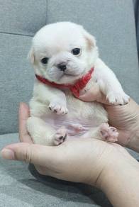 Chubby PUG PUPPIES D521 🌻 哈巴狗 Male