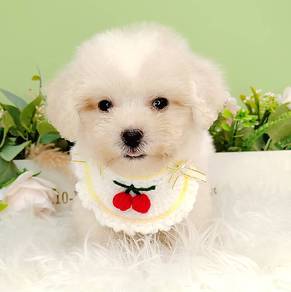 Maltipoo