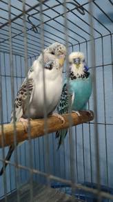 Burung English Baji