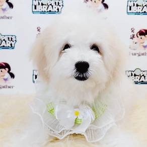 Bichon Frise