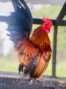 Ayam serama bulu merah