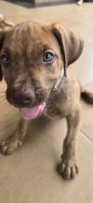 Pittbull Puppy